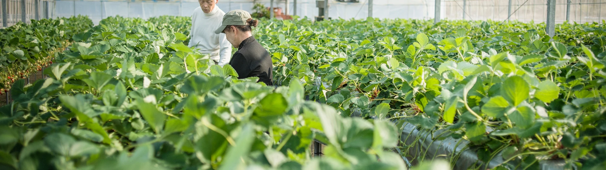 Two Asian workers in a greenhouse